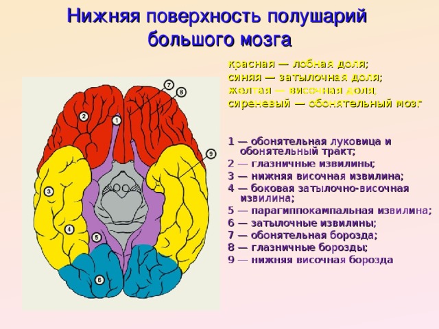 Нижняя поверхность полушарий  большого мозга красная — лобная доля; синяя — затылочная доля; желтая — височная доля; сиреневый — обонятельный мозг 1 — обонятельная луковица и обонятельный тракт; 2 — глазничные извилины; 3 — нижняя височная извилина; 4 — боковая затылочно-височная извилина; 5 — парагиппокампальная извилина; 6 — затылочные извилины; 7 — обонятельная борозда; 8 — глазничные борозды; 9 — нижняя височная борозда