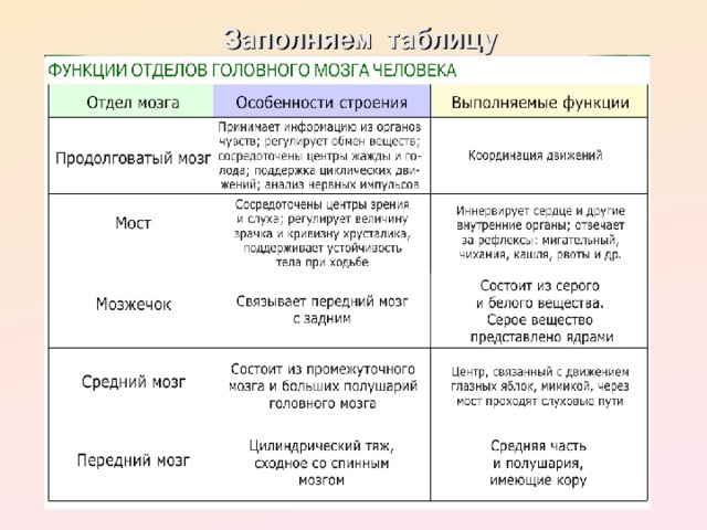 Используя обозначения рисунка заполните таблицу отделы головного мозга и их функции