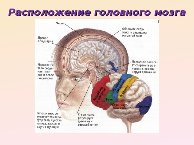 Расположение головного мозга