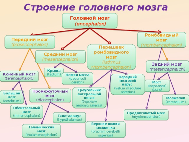 Строение головного мозга Головной мозг   ( encephalon ) Ромбовидный мозг  ( rhombencephalon ) Передний мозг  (prosencephalon) Перешеек ромбовидного мозг  ( isthmus rhombencephalon ) Средний мозг  (mesencephalon) Задний мозг  ( metencephalon ) Крыша  (tectum) Конечный мозг  ( telencephalon ) Ножки мозга  (pedunculi cerebri) Передний мозговой парус  (velum medulare anterius) Мост   (варолиев)  ( pons ) Треугольник латеральной петли  ( trigonum lemnisci laterlis ) Промежуточный мозг  (diencephalon) Большой мозг  (cerebrum) Мозжечок  ( cerebellum ) Обонятельный мозг  (rhinencephalon) Продолговатый мозг  (myelencephalon) Гипоталамус  (hypothalamus) Верхние ножки мозжечка  (brachim cerebelli superius) Таламический мозг  (thalamencephalon)