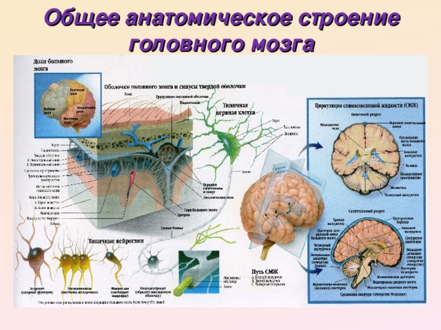 Общее анатомическое строение головного мозга