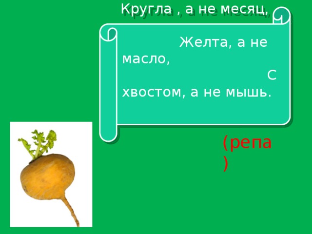 Кругла , а не месяц, Желта, а не масло, С хвостом, а не мышь. (репа)