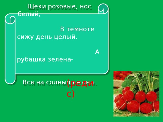 Щеки розовые, нос белый, В темноте сижу день целый. А рубашка зелена- Вся на солнышке она. (редис)