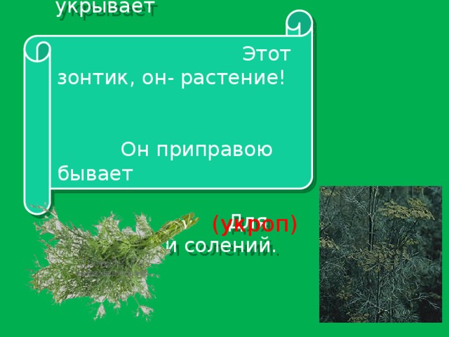 От дождя не укрывает Этот зонтик, он- растение! Он приправою бывает Для гарнира и солений. (укроп)