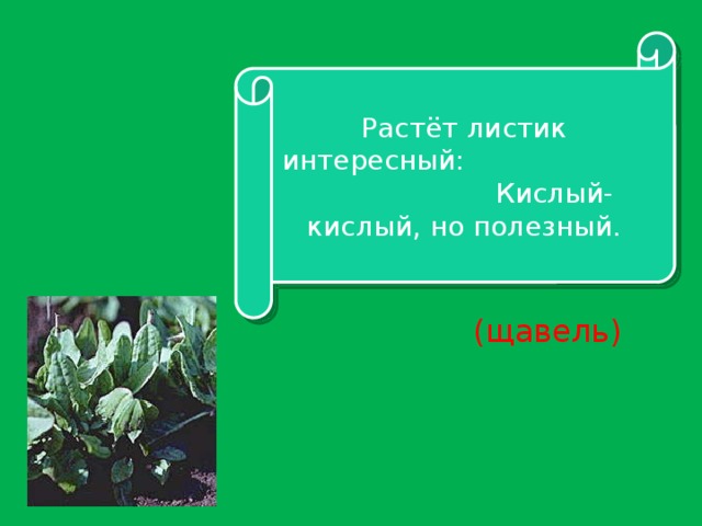 Растёт листик интересный: Кислый-кислый, но полезный. (щавель)