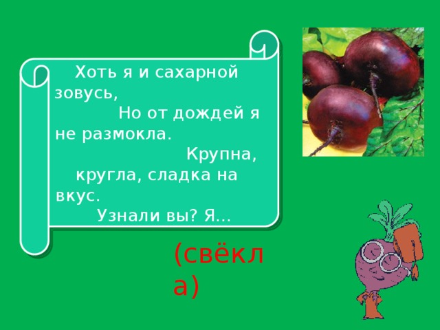 Хоть я и сахарной зовусь, Но от дождей я не размокла. Крупна, кругла, сладка на вкус. Узнали вы? Я… (свёкла)