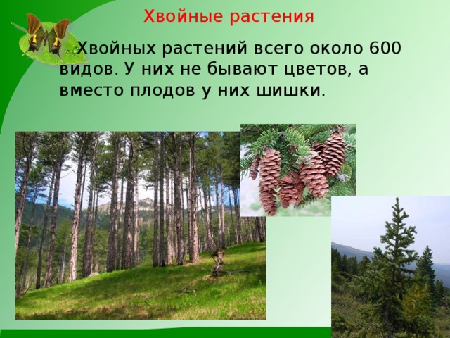 Хвойные растения  Хвойных растений всего около 600 видов. У них не бывают цветов, а вместо плодов у них шишки.