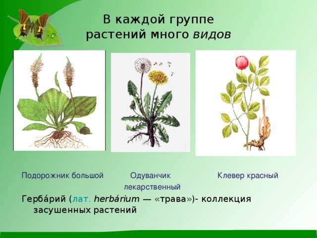 В каждой группе растений много видов Подорожник большой Одуванчик Клевер красный  лекарственный Герба́рий ( лат.   herbárium — «трава»)- коллекция засушенных  растений