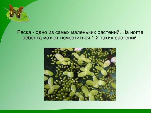 Ряска - одно из самых маленьких растений. На ногте ребёнка может поместиться 1-2 таких растений.