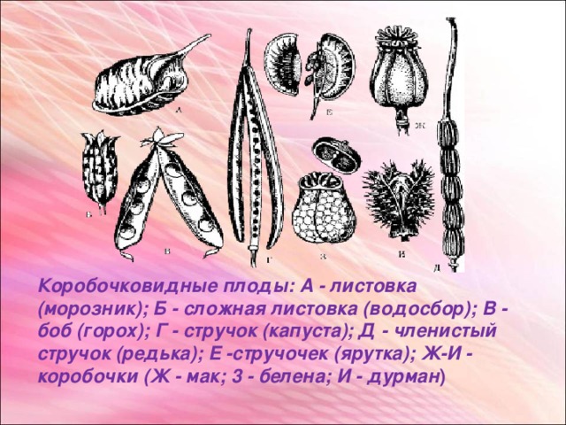 Коробочковидные плоды:  А - листовка (морозник); Б - сложная листовка (водосбор); В - боб (горох); Г - стручок (капуста); Д - членистый стручок (редька); Е -стручочек (ярутка); Ж-И - коробочки (Ж - мак; 3 - белена; И - дурман )