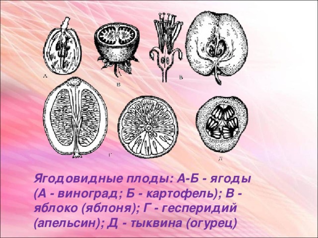 Ягодовидные плоды:  А-Б - ягоды (А - виноград; Б - картофель); В - яблоко (яблоня); Г - гесперидий (апельсин); Д - тыквина (огурец)