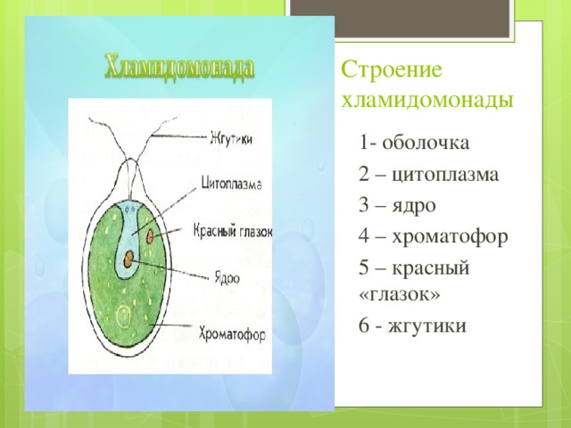 Строение хламидомонады 1- оболочка 2 – цитоплазма 3 – ядро 4 – хроматофор 5 – красный «глазок» 6 - жгутики