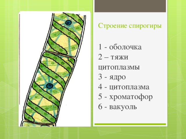 Строение спирогиры   1 - оболочка  2 – тяжи цитоплазмы  3 - ядро  4 - цитоплазма  5 - хроматофор  6 - вакуоль