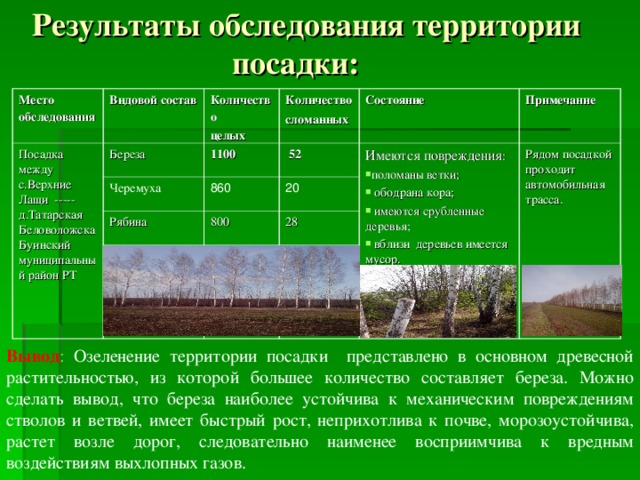 Результаты обследования территории  посадки: Место обследования Посадка между с.Верхние Лащи ----- д.Татарская БеловоложскаБуинский муниципальный район РТ Видовой состав Количество целых Береза Черемуха 1100 Количество сломанных  52 Состояние 860 Рябина Примечание 800 Имеются повреждения : 20 28 поломаны ветки;  ободрана кора;  имеются срубленные деревья;  вблизи деревьев имеется мусор. Рядом посадкой проходит автомобильная трасса. Вывод : Озеленение территории посадки представлено в основном древесной растительностью, из которой большее количество составляет береза. Можно сделать вывод, что береза наиболее устойчива к механическим повреждениям стволов и ветвей, имеет быстрый рост, неприхотлива к почве, морозоустойчива, растет возле дорог, следовательно наименее восприимчива к вредным воздействиям выхлопных газов.