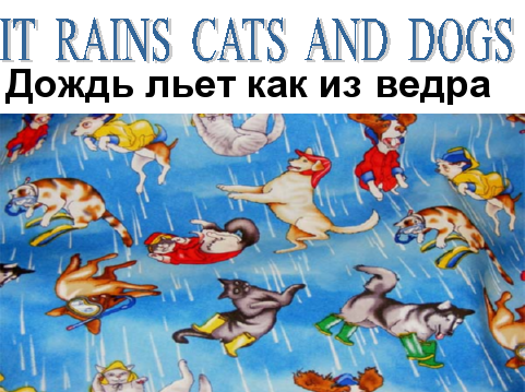 It s raining cats