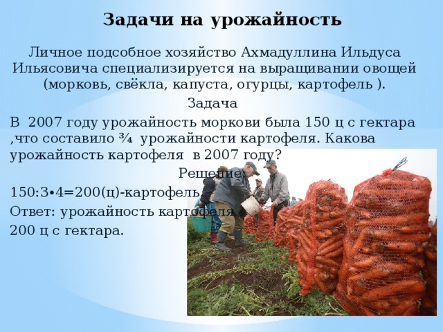 Задачи на урожайность Личное подсобное хозяйство Ахмадуллина Ильдуса Ильясовича специализируется на выращивании овощей (морковь, свёкла, капуста, огурцы, картофель ). Задача В 2007 году урожайность моркови была 150 ц с гектара ,что составило ¾ урожайности картофеля. Какова урожайность картофеля в 2007 году? Решение: 150:3∙4=200(ц)-картофель Ответ: урожайность картофеля 200 ц с гектара.