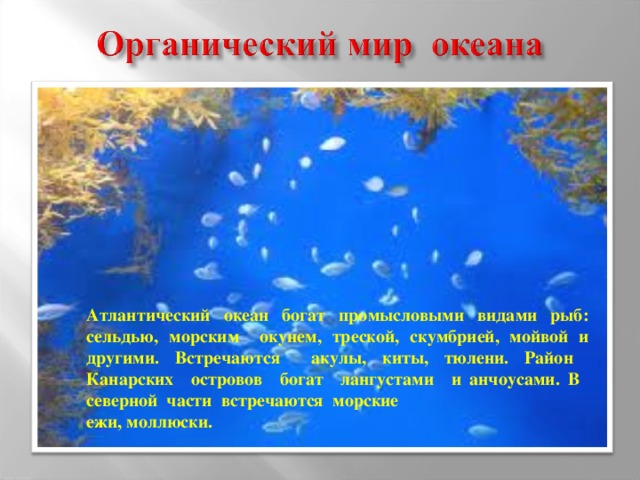 Атлантический океан богат промысловыми видами рыб: сельдью, морским окунем, треской, скумбрией, мойвой и другими. Встречаются акулы, киты, тюлени. Район Канарских островов богат лангустами и анчоусами. В северной части встречаются морские ежи, моллюски.