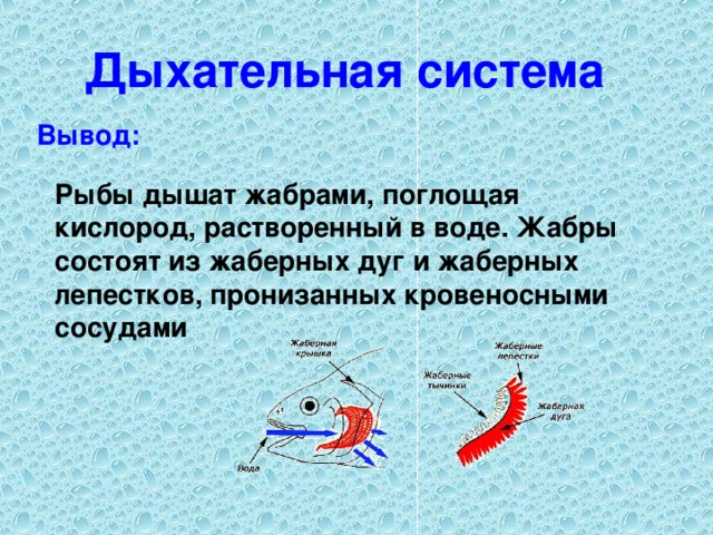 Дыхательная система Вывод: Рыбы дышат жабрами, поглощая кислород, растворенный в воде. Жабры состоят из жаберных дуг и жаберных лепестков, пронизанных кровеносными сосудами