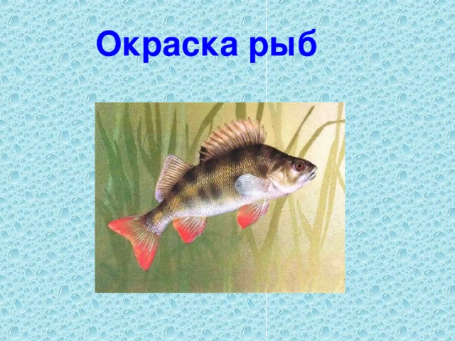 Окраска рыб