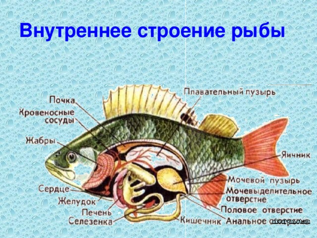 Внутреннее строение рыбы