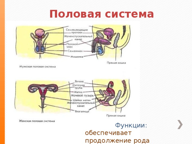 Половая система человека биология 8 класс. Половая система человека. Половая система человека органы. Половые органы человека биология. Половая система для детей.