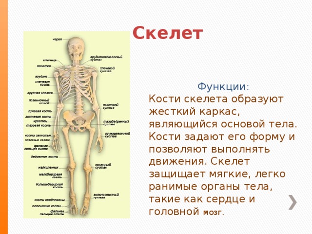 Скелет Функции: Кости скелета образуют жесткий каркас, являющийся основой тела. Кости задают его форму и позволяют выполнять движения. Скелет защищает мягкие, легко ранимые органы тела, такие как сердце и головной мозг.