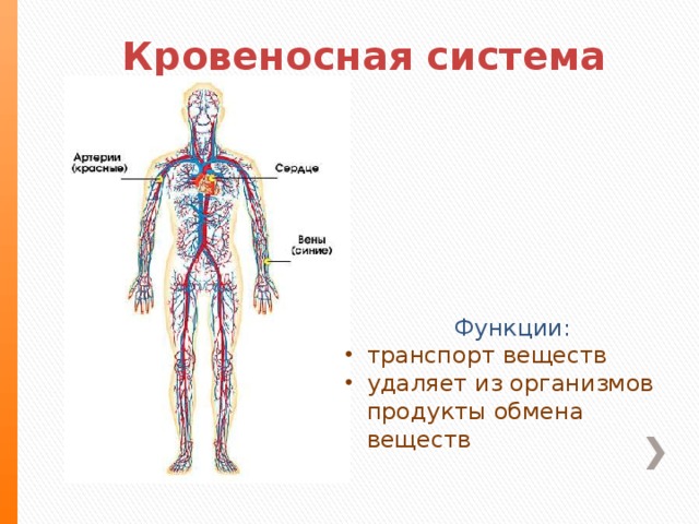 Кровеносная система Функции: