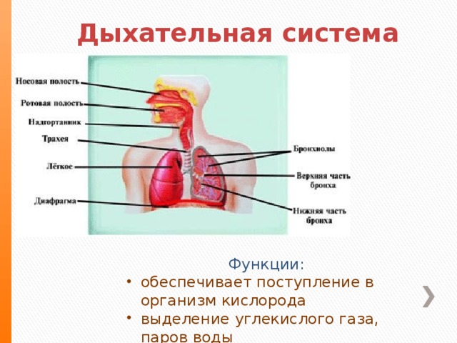 Дыхательная система Функции: