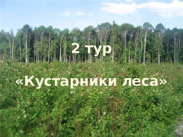 2 тур  «Кустарники леса»