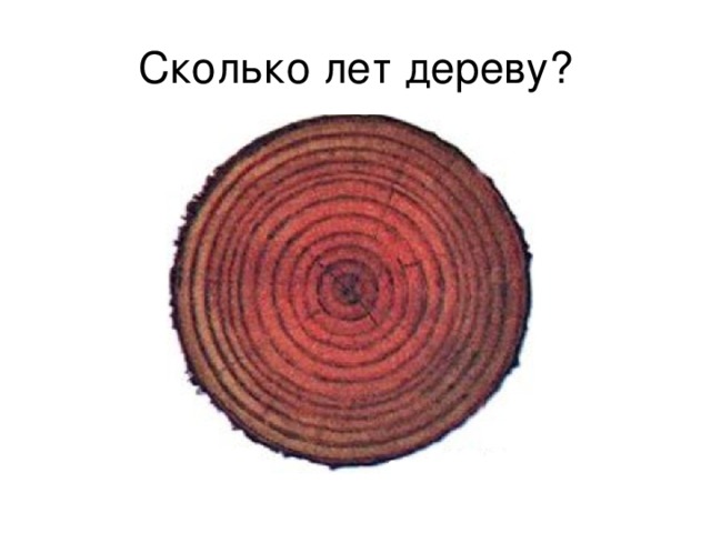 Как определить сколько лет дереву по кольцам