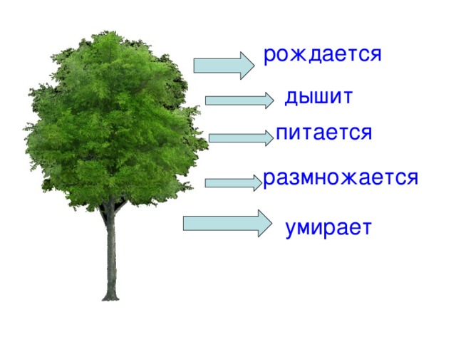 рождается дышит питается размножается умирает