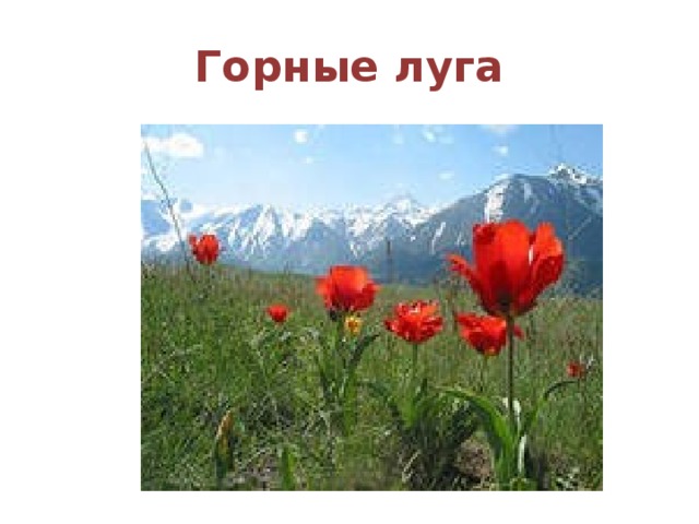 Горные луга