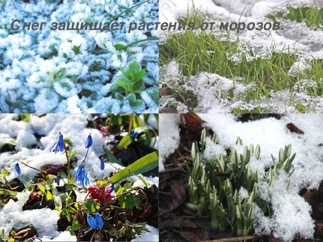 Снег защищает растения от морозов.