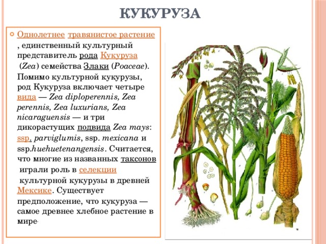 Кукуруза доклад 3 класс. Кукуруза описание. Кукуруза доклад 2 класс. Сообщение на тему культурные растения.
