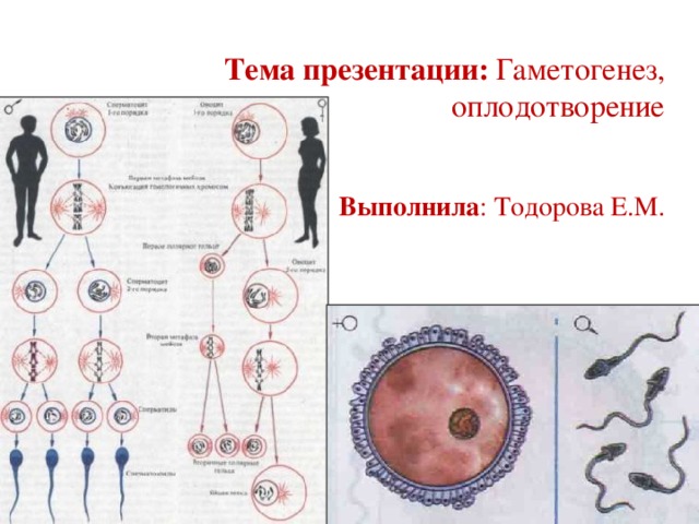 Тема презентации: Гаметогенез, оплодотворение    Выполнила : Тодорова Е.М.