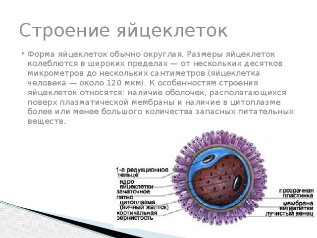 Строение яйцеклеток