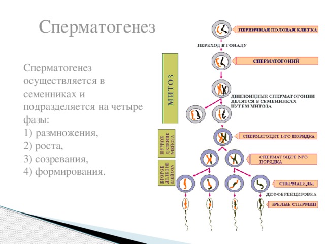 Cперматогенез Сперматогенез осуществляется в семенниках и подразделяется на четыре фазы: размножения, 2) роста, 3) созревания, 4) формирования.