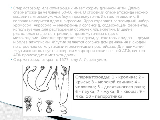 Сперматозоид млекопитающих имеет форму длинной нити. Длина сперматозоида человека 50–60 мкм. В строении сперматозоида можно выделить «головку», «шейку», промежуточный отдел и хвостик. В головке находится ядро и акросома. Ядро содержит гаплоидный набор хромосом. Акросома — мембранный органоид, содержащий ферменты, используемые для растворения оболочек яйцеклетки. В шейке расположены две центриоли, в промежуточном отделе — митохондрии. Хвостик представлен одним, у некоторых видов — двумя и более жгутиками. Жгутик является органоидом движения и сходен по строению со жгутиками и ресничками простейших. Для движения жгутиков используется энергия макроэргических связей АТФ, синтез АТФ происходит в митохондриях. Сперматозоид открыт в 1677 году А. Левенгуком.