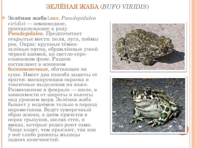   ЗЕЛЁНАЯ ЖАБА  ( BUFO VIRIDIS )