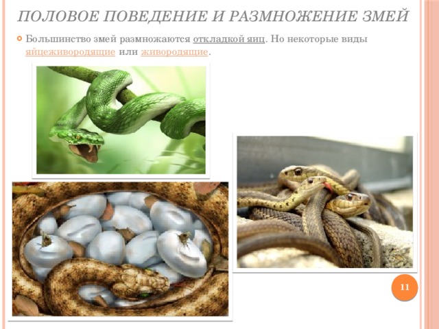 Половое поведение и размножение змей Большинство змей размножаются  откладкой яиц . Но некоторые виды  яйцеживородящие  или  живородящие .
