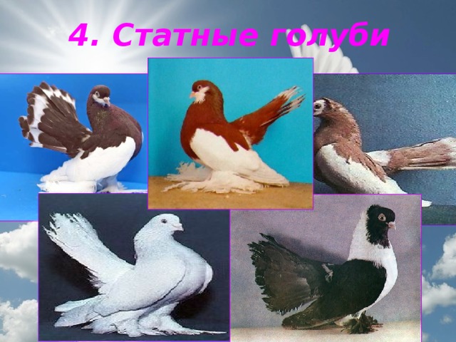4. Статные голуби