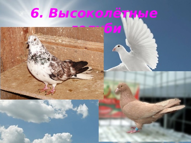 6. Высоколётные голуби