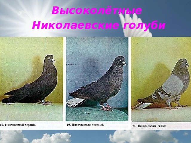 Высоколётные Николаевские голуби