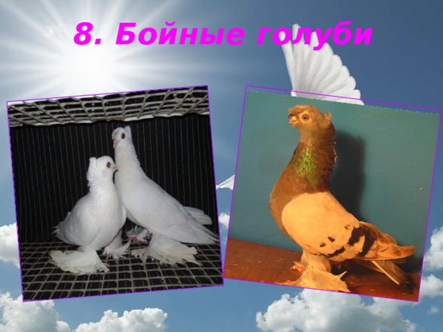 8. Бойные голуби