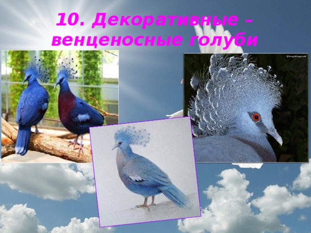 10. Декоративные – венценосные голуби