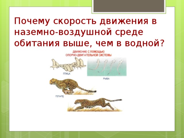 Почему скорость. Движение в воздушной среде. Движение животных в воздушной среде. Движение в наземной среде. Передвижение животных в наземно-воздушной среде.