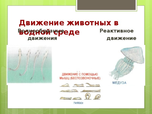 Передвижение животных 6 класс. Движение в водной среде. Движение животных. Активное движение животных. Передвижение животных.