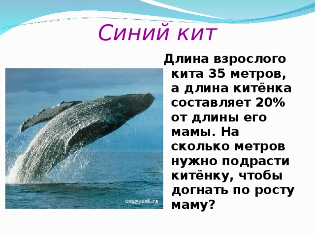Синий кит Длина взрослого кита 35 метров, а длина китёнка составляет 20% от длины его мамы. На сколько метров нужно подрасти китёнку, чтобы догнать по росту маму?
