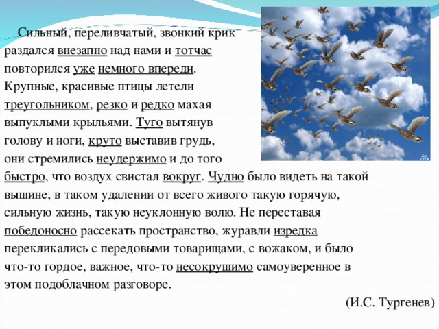 Сильный, переливчатый, звонкий крик раздался внезапно над нами и тотчас повторился уже  немного впереди . Крупные, красивые птицы летели треугольником , резко и редко махая выпуклыми крыльями. Туго вытянув голову и ноги, круто выставив грудь, они стремились неудержимо и до того быстро , что воздух свистал вокруг . Чудно было видеть на такой вышине, в таком удалении от всего живого такую горячую, сильную жизнь, такую неуклонную волю. Не переставая победоносно рассекать пространство, журавли изредка перекликались с передовыми товарищами, с вожаком, и было что-то гордое, важное, что-то несокрушимо самоуверенное в этом подоблачном разговоре. (И.С. Тургенев)