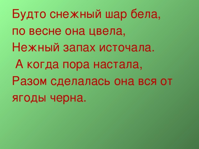 Будто снежный шар бела,  по весне она цвела,  Нежный запах источала.  А когда пора настала,  Разом сделалась она вся от ягоды черна.